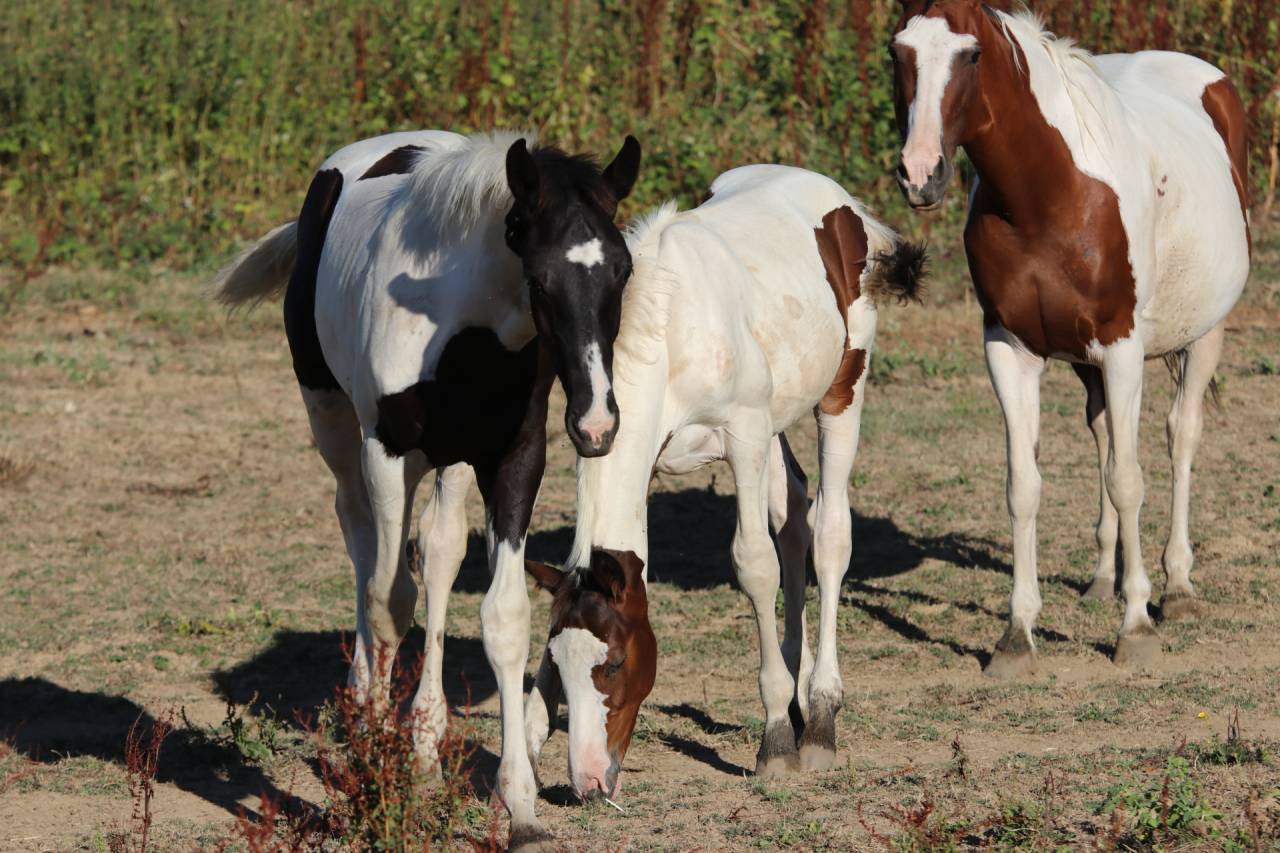 Caballo entero Silla Franc&eacute;s En venta 2026 Tobiano por HEROE DE CAFENY