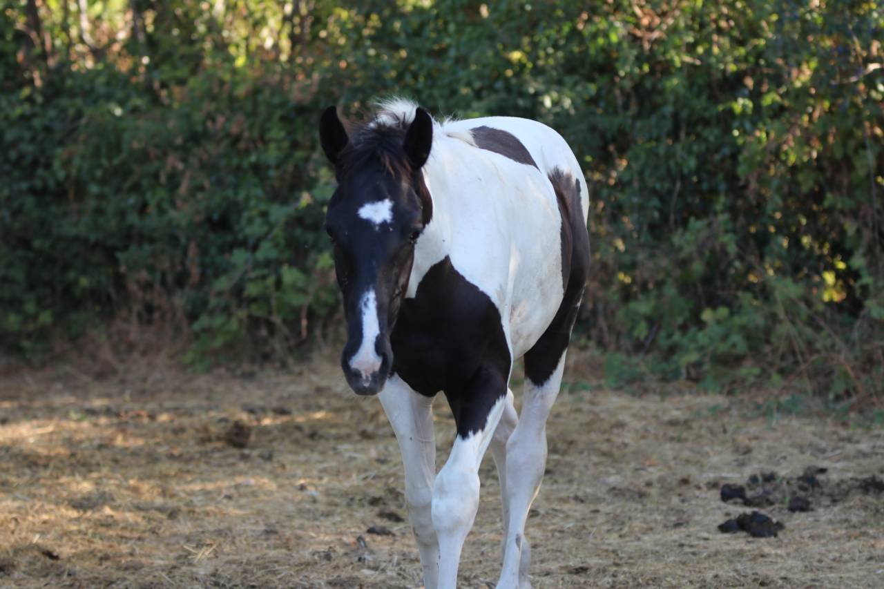 Caballo entero Silla Franc&eacute;s En venta 2026 Tobiano por HEROE DE CAFENY