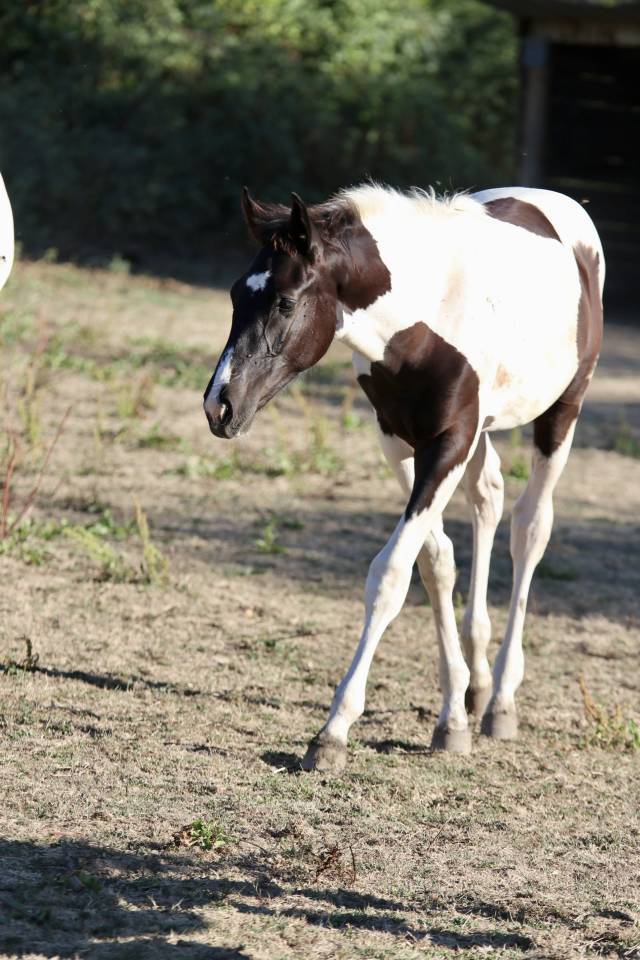 Caballo entero Silla Franc&eacute;s En venta 2026 Tobiano por HEROE DE CAFENY