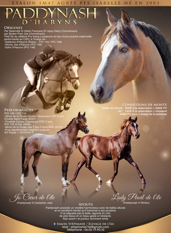 Caballo castrado PFS Poni Fran&ccedil;&eacute;s de Silla En venta 2025 Isabelo
