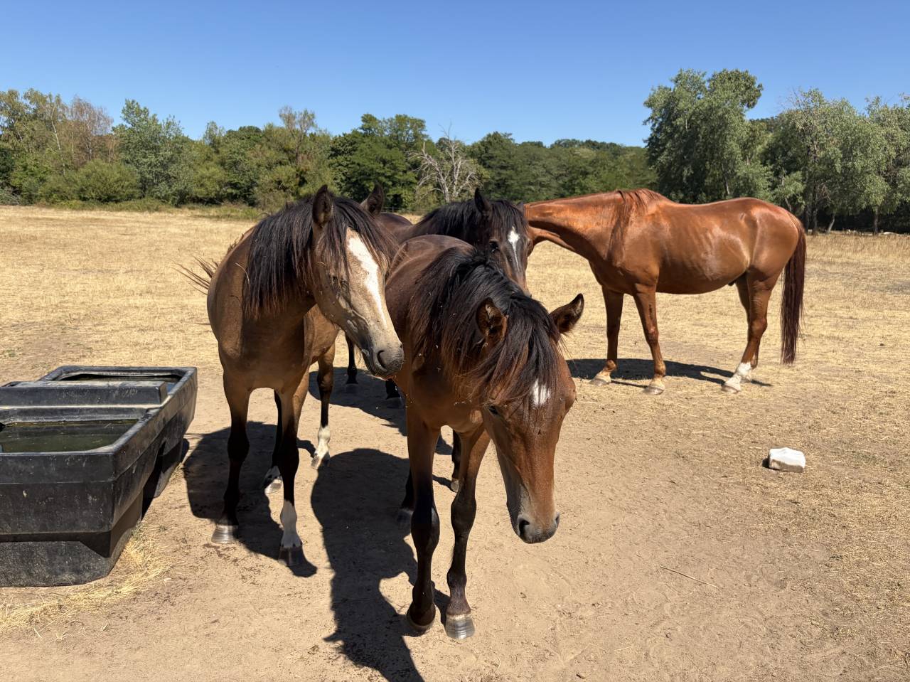 Caballo castrado PFS Poni Fran&ccedil;&eacute;s de Silla En venta 2025 Isabelo