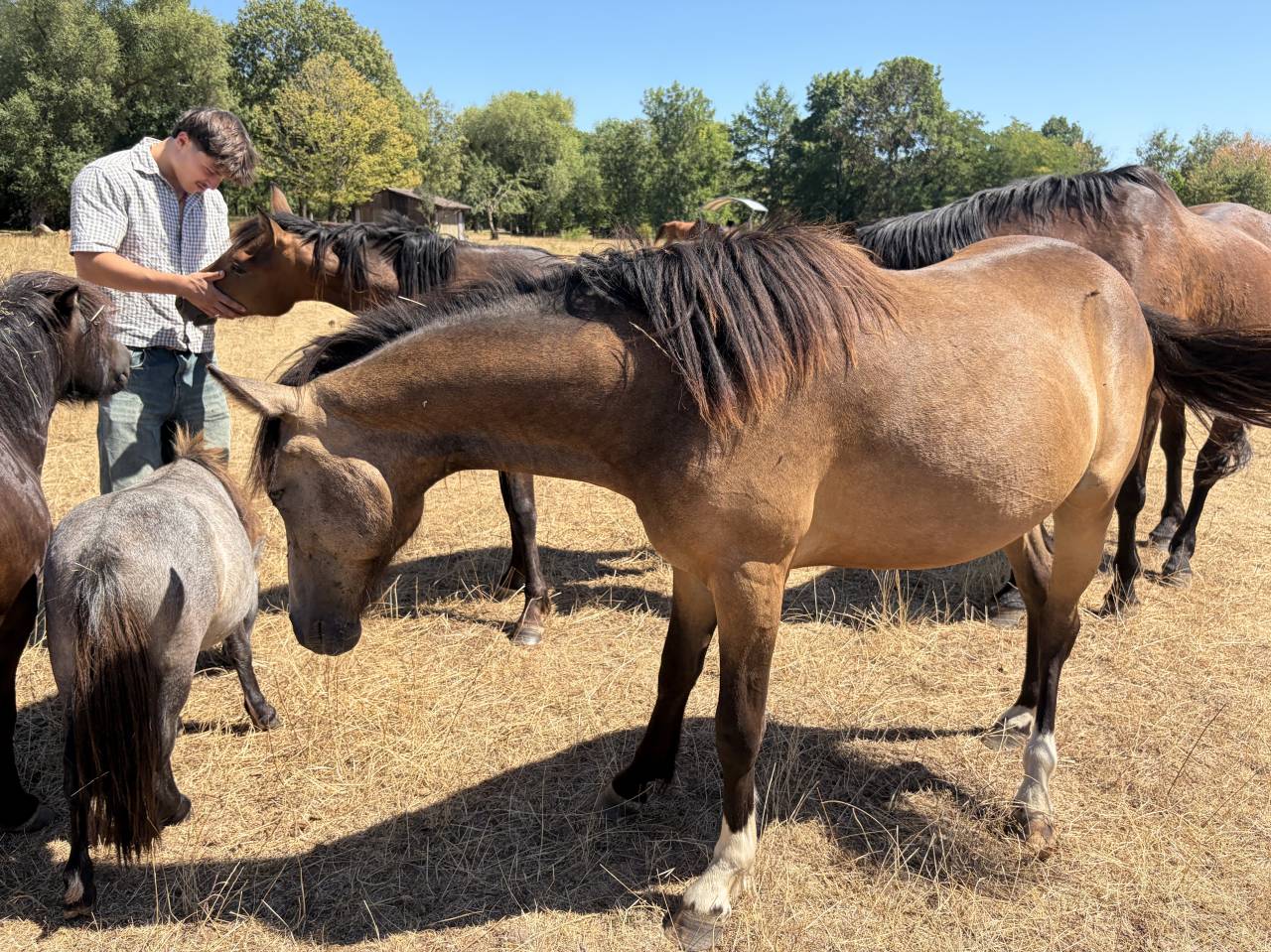 Caballo castrado PFS Poni Fran&ccedil;&eacute;s de Silla En venta 2025 Isabelo