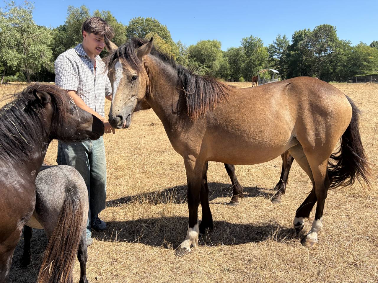 Caballo castrado PFS Poni Fran&ccedil;&eacute;s de Silla En venta 2025 Isabelo