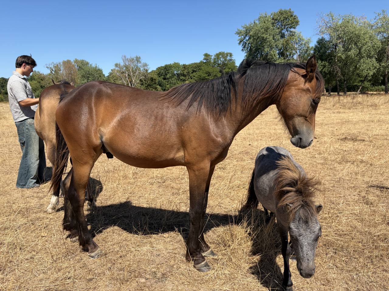 Caballo castrado PFS Poni Fran&ccedil;&eacute;s de Silla En venta 2025 Isabelo