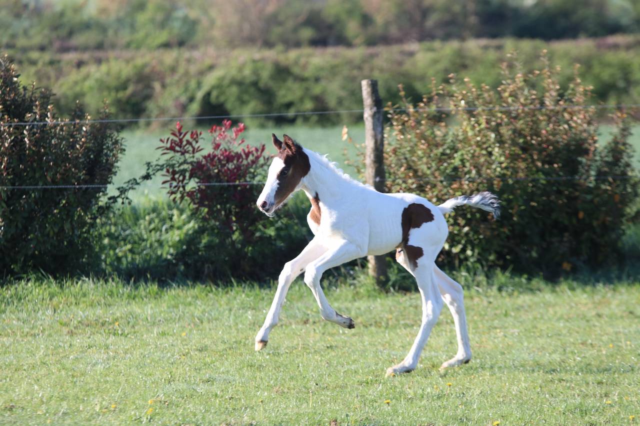 Caballo entero Origine Constat&eacute;e En venta 2026 Tobiano por Fier l Evidence z