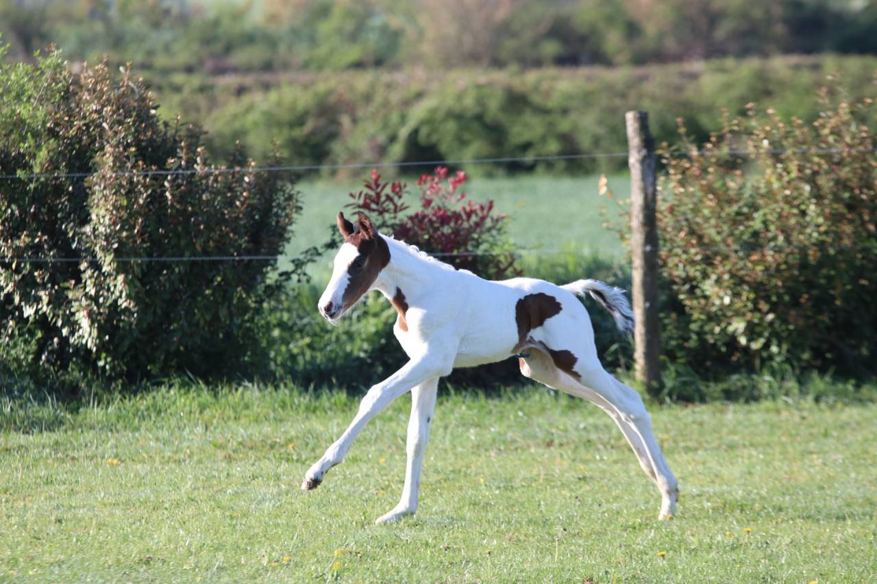 Caballo entero Origine Constat&eacute;e En venta 2026 Tobiano por Fier l Evidence z