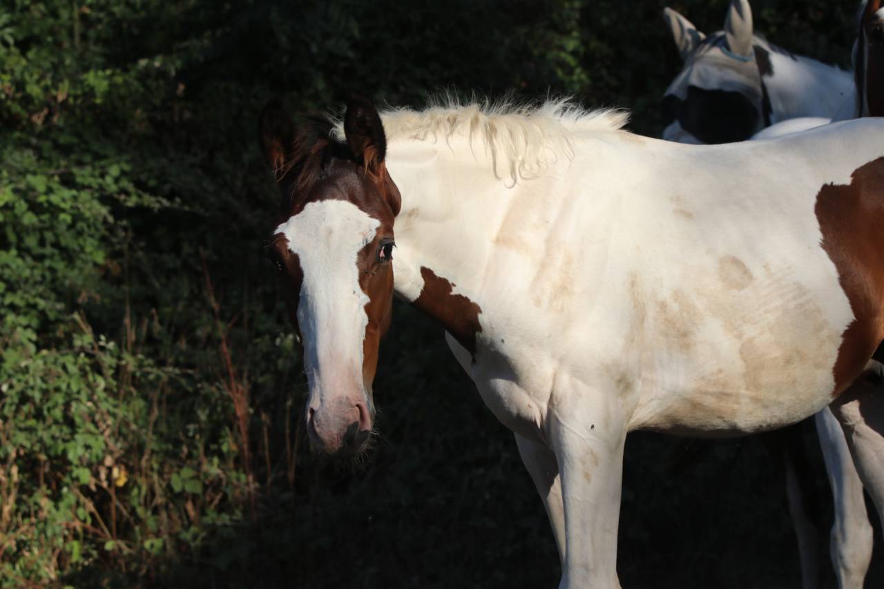 Caballo entero Origine Constat&eacute;e En venta 2026 Tobiano por Fier l Evidence z