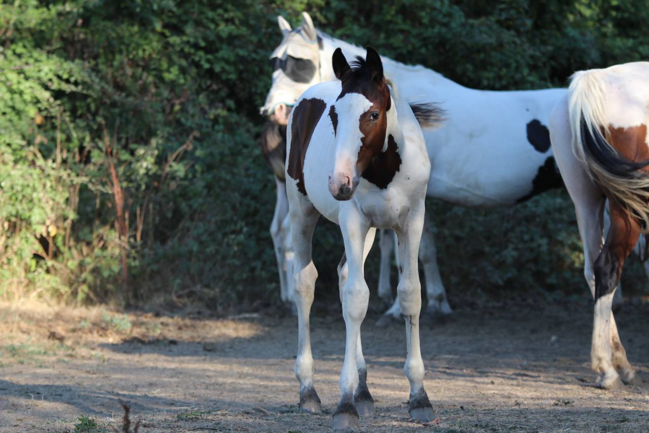 Caballo entero Origine Constat&eacute;e En venta 2026 Tobiano por Fier l Evidence z