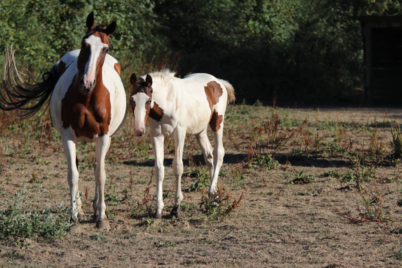 Caballo entero Origine Constat&eacute;e En venta 2026 Tobiano por Fier l Evidence z