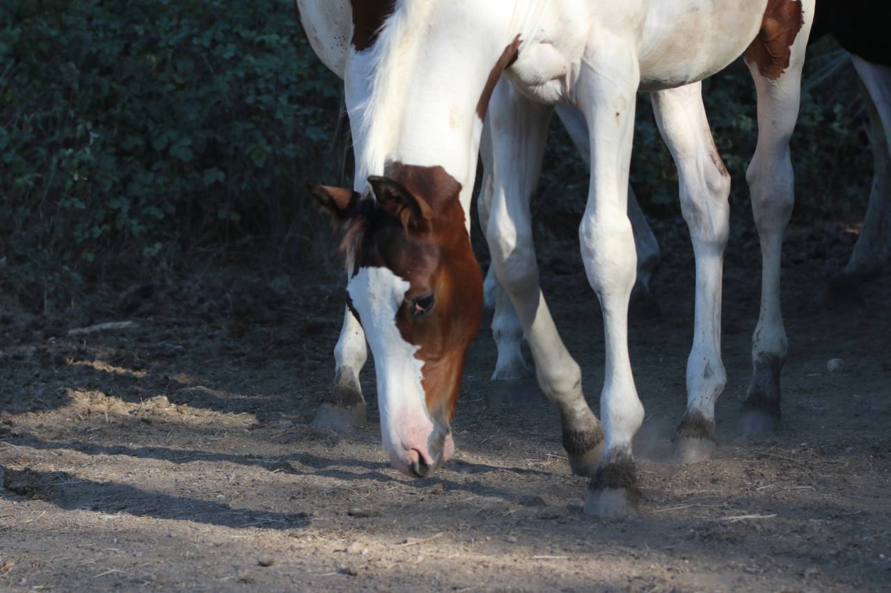 Caballo entero Origine Constat&eacute;e En venta 2026 Tobiano por Fier l Evidence z