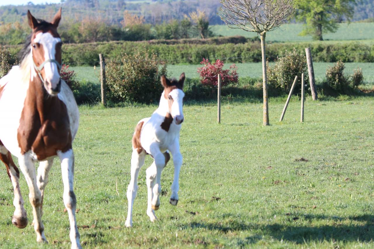 Caballo entero Origine Constat&eacute;e En venta 2026 Tobiano por Fier l Evidence z