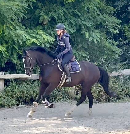 Yegua KWPN Caballo de Deporte Neerland&eacute;s En venta 2018 Negro