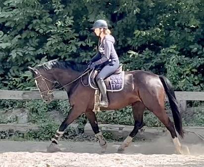 Yegua KWPN Caballo de Deporte Neerland&eacute;s En venta 2018 Negro