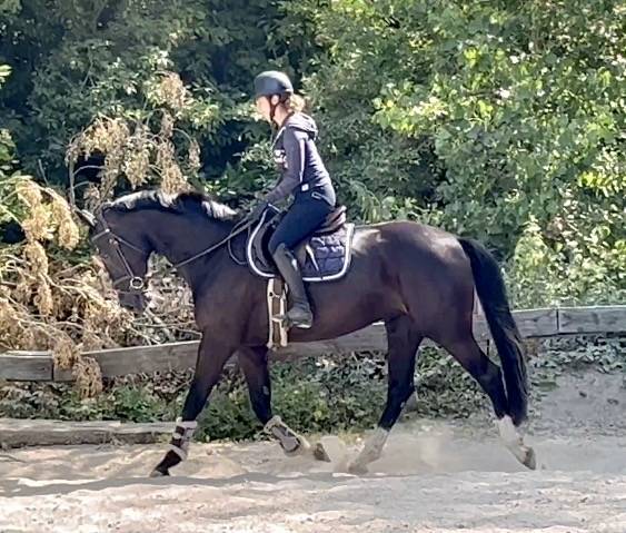 Yegua KWPN Caballo de Deporte Neerland&eacute;s En venta 2018 Negro