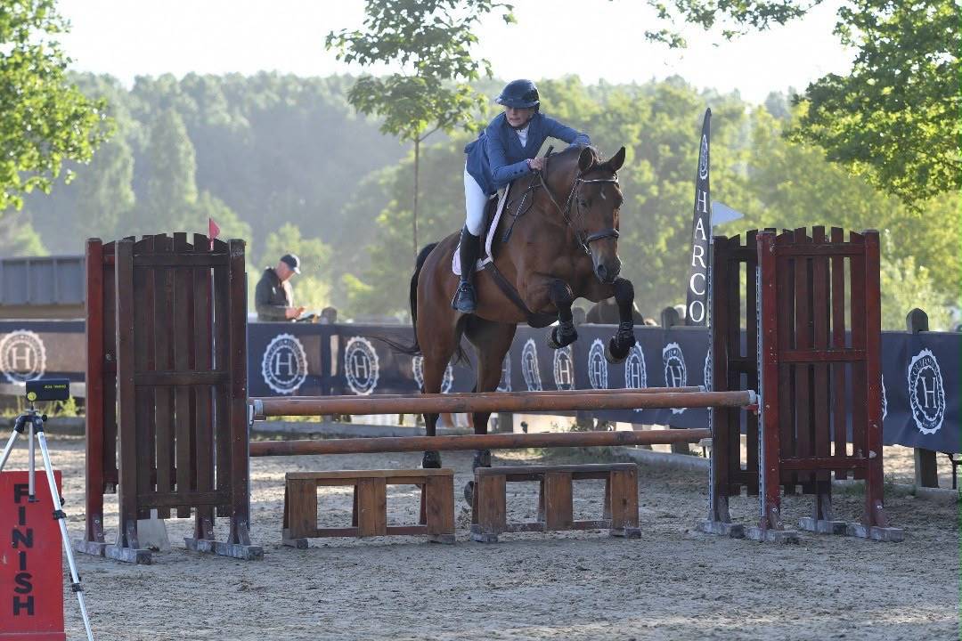 Caballo castrado Silla Franc&eacute;s En venta 2011 Bayo