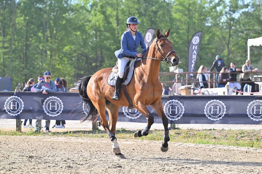 Caballo castrado Silla Franc&eacute;s En venta 2011 Bayo