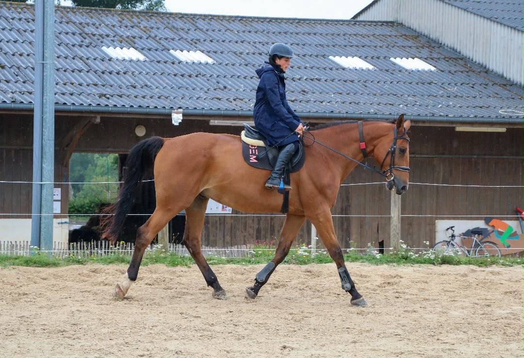 Caballo castrado Silla Franc&eacute;s En venta 2011 Bayo