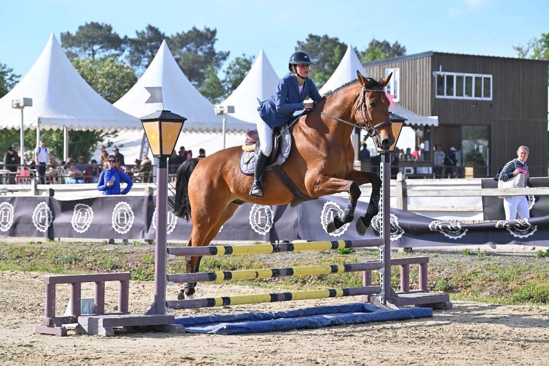 Caballo castrado Silla Franc&eacute;s En venta 2011 Bayo