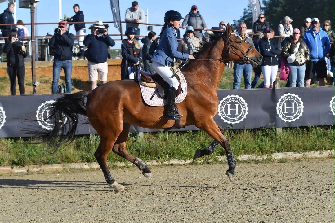 Caballo castrado Silla Franc&eacute;s En venta 2011 Bayo