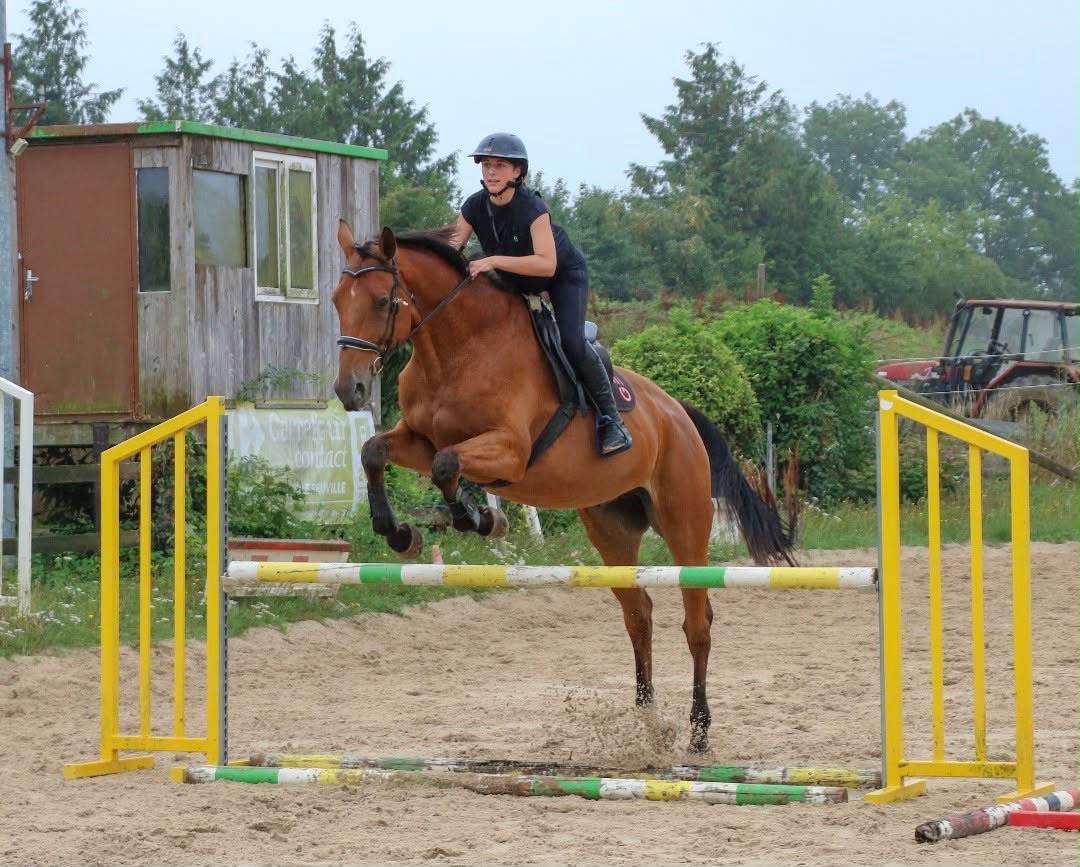 Caballo castrado Silla Franc&eacute;s En venta 2011 Bayo