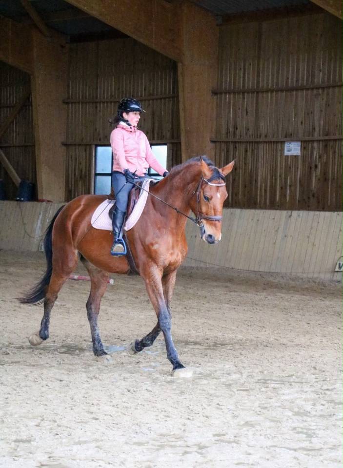 Caballo castrado Silla Franc&eacute;s En venta 2011 Bayo