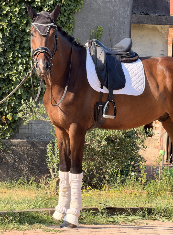 Caballo castrado KWPN Caballo de Deporte Neerland&eacute;s En venta 2022 Blanco por Lennox US