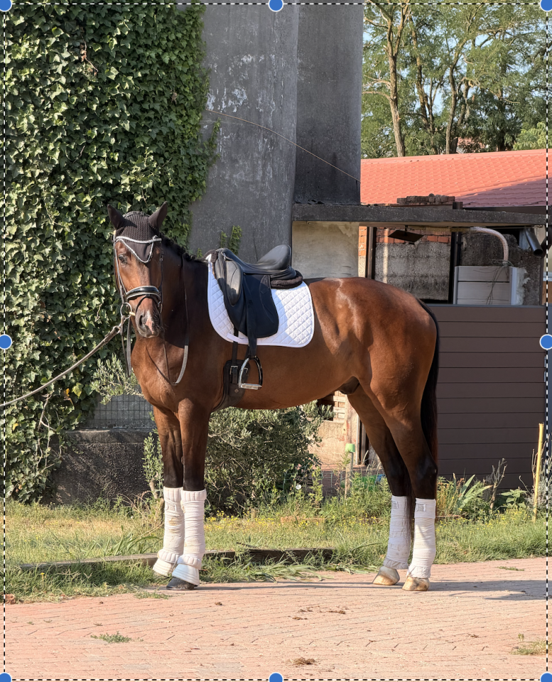 Caballo castrado KWPN Caballo de Deporte Neerland&eacute;s En venta 2022 Blanco por Lennox US
