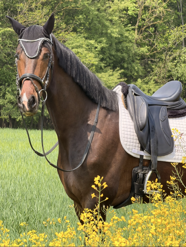 Caballo castrado KWPN Caballo de Deporte Neerland&eacute;s En venta 2022 Blanco por Lennox US