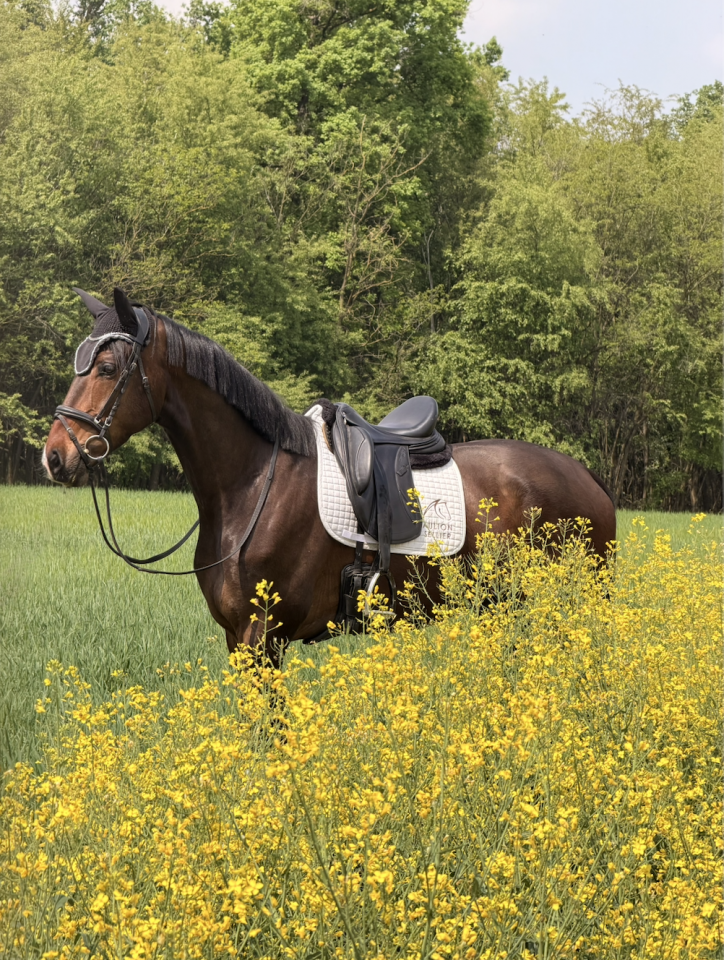Caballo castrado KWPN Caballo de Deporte Neerland&eacute;s En venta 2022 Blanco por Lennox US