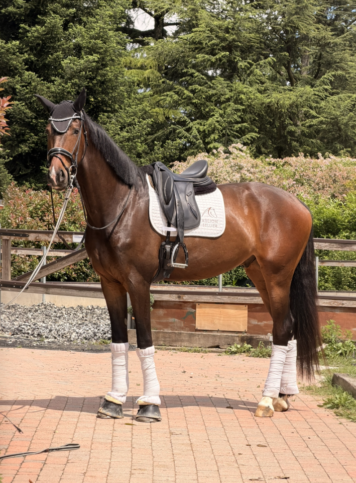 Caballo castrado KWPN Caballo de Deporte Neerland&eacute;s En venta 2022 Blanco por Lennox US