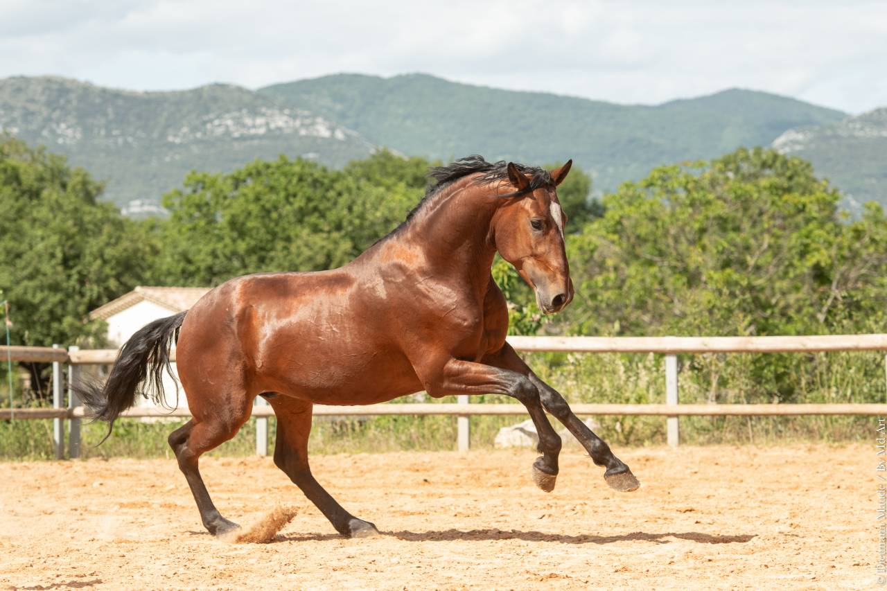 Caballo castrado Lusitano En venta 2020 Bayo por ARAGAO