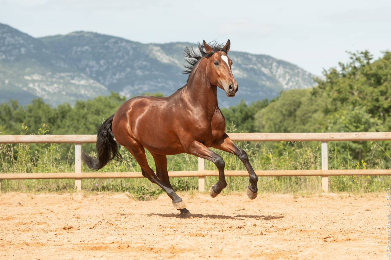 Caballo castrado Lusitano En venta 2020 Bayo por ARAGAO
