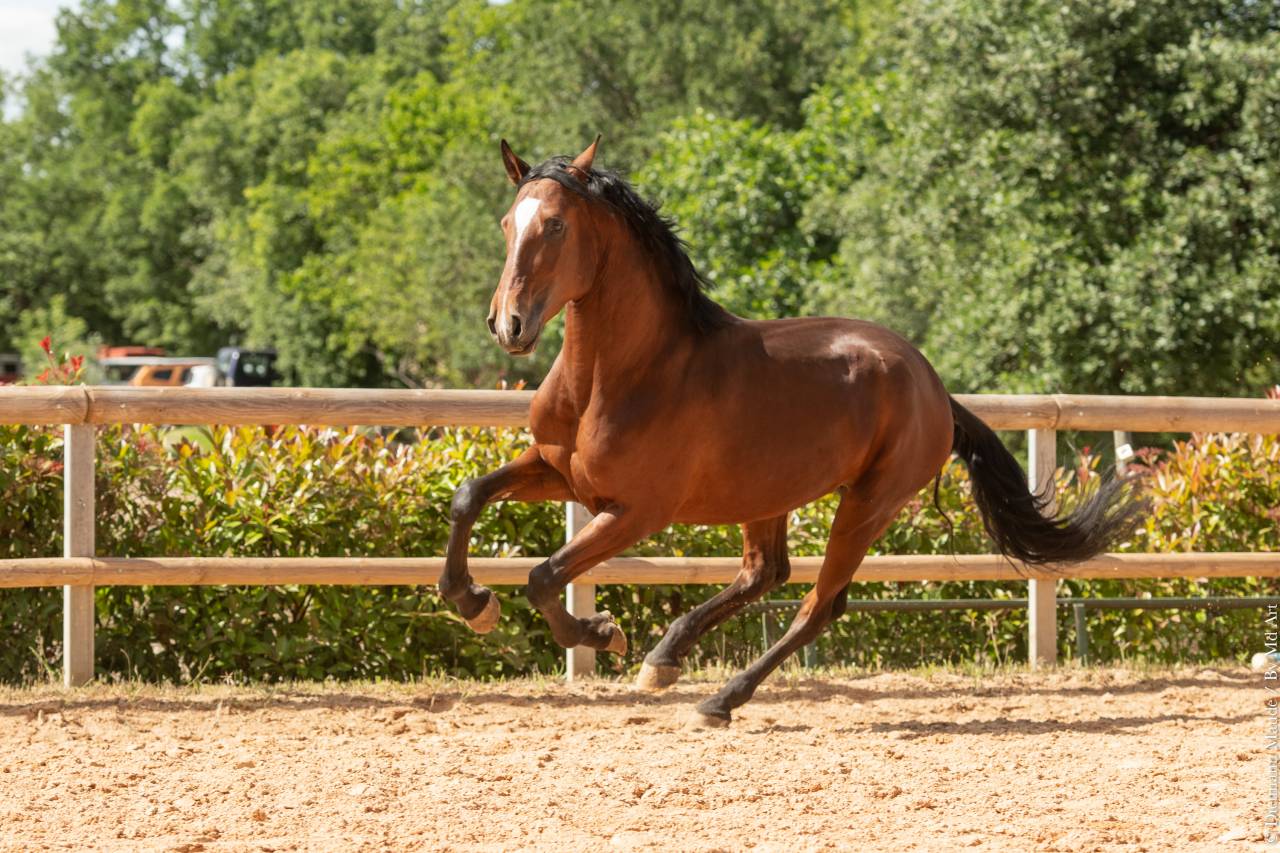 Caballo castrado Lusitano En venta 2020 Bayo por ARAGAO