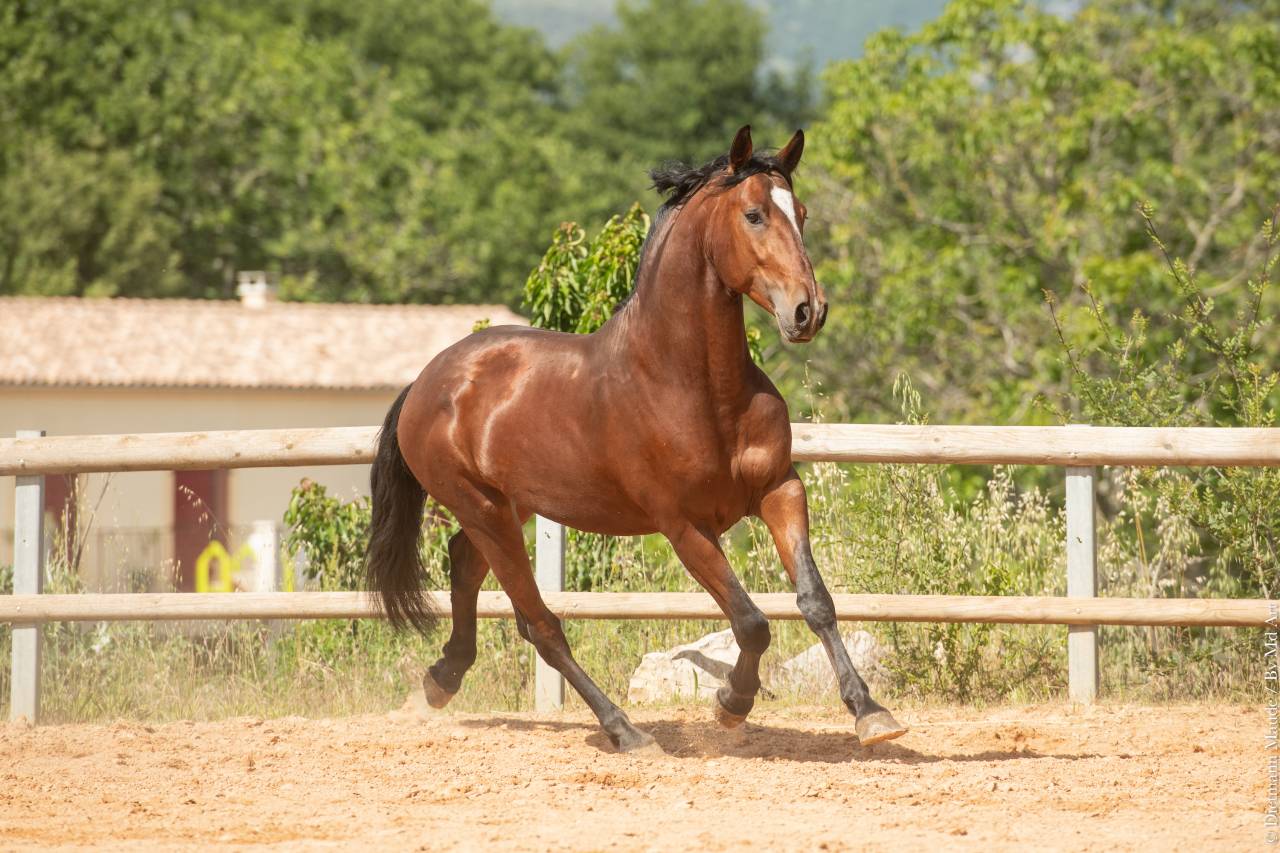 Caballo castrado Lusitano En venta 2020 Bayo por ARAGAO