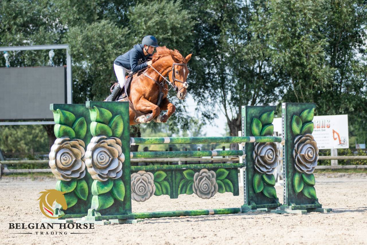 Yegua BWP Caballo de Sangre Belga En venta 2017 Alaz&aacute;n