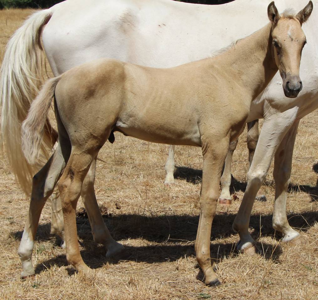 Potro Silla Franc&eacute;s En venta 2026 Palomino