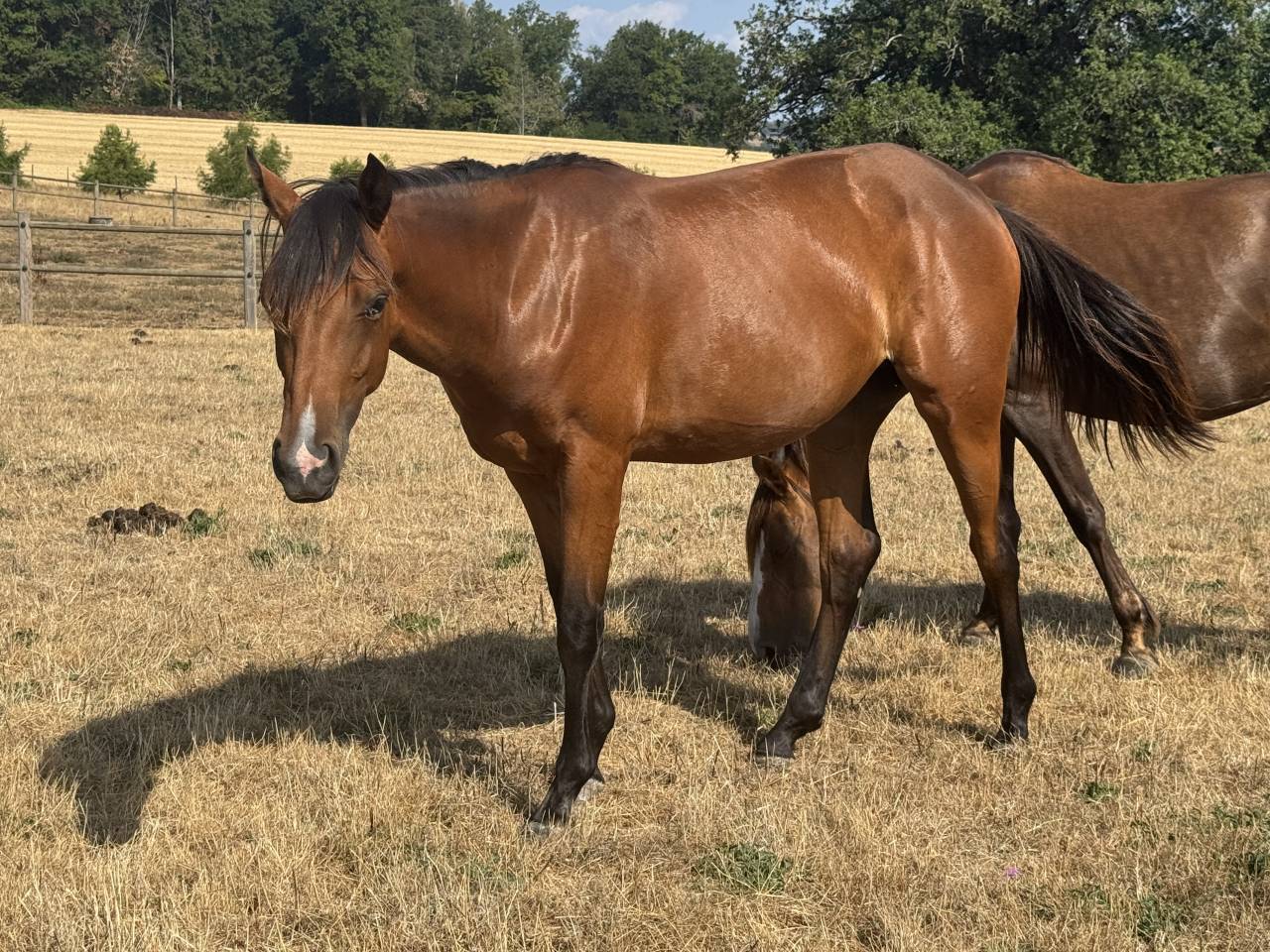 Potranca Welsh Part Bred En venta 2025 Bayo por USANDRO TILIA DERLENN (WPB)