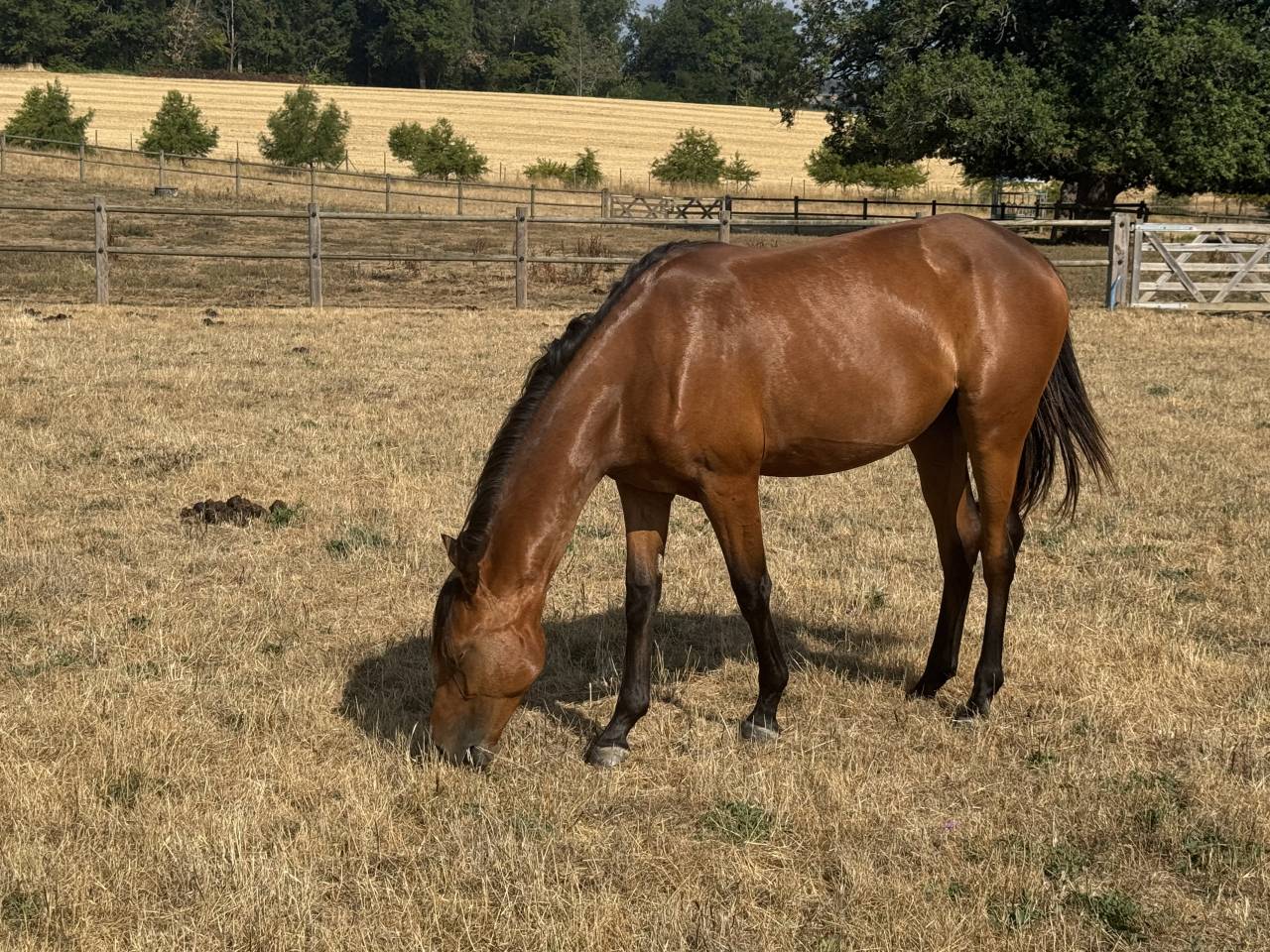 Potranca Welsh Part Bred En venta 2025 Bayo por USANDRO TILIA DERLENN (WPB)