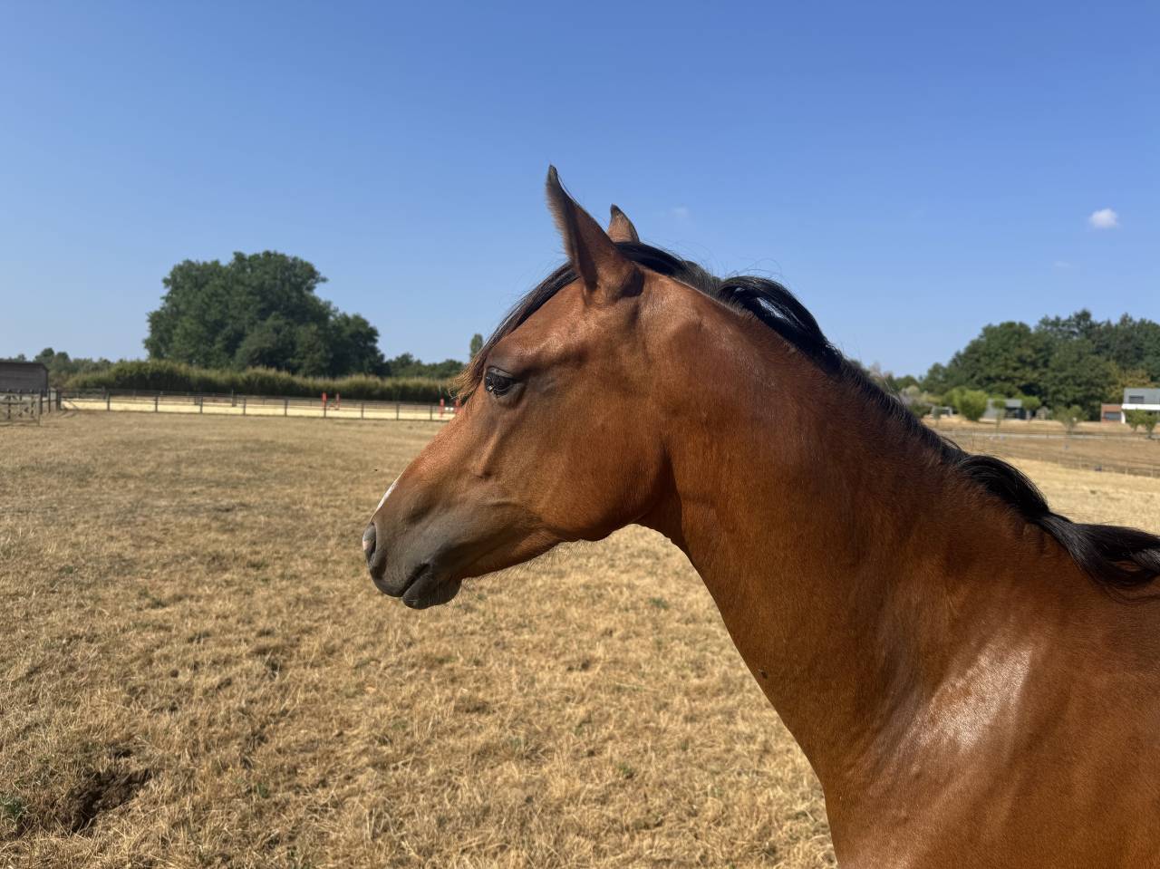 Potranca Welsh Part Bred En venta 2025 Bayo por USANDRO TILIA DERLENN (WPB)