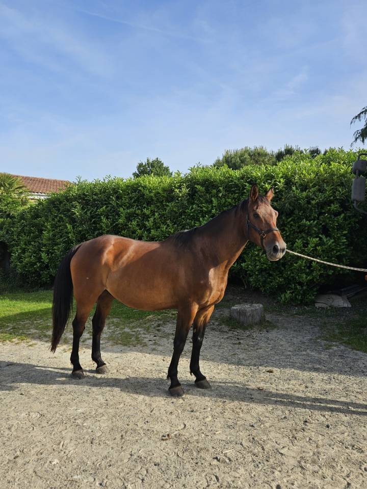 Caballo castrado Silla Franc&eacute;s En venta 2017 Bayo por Tenareze