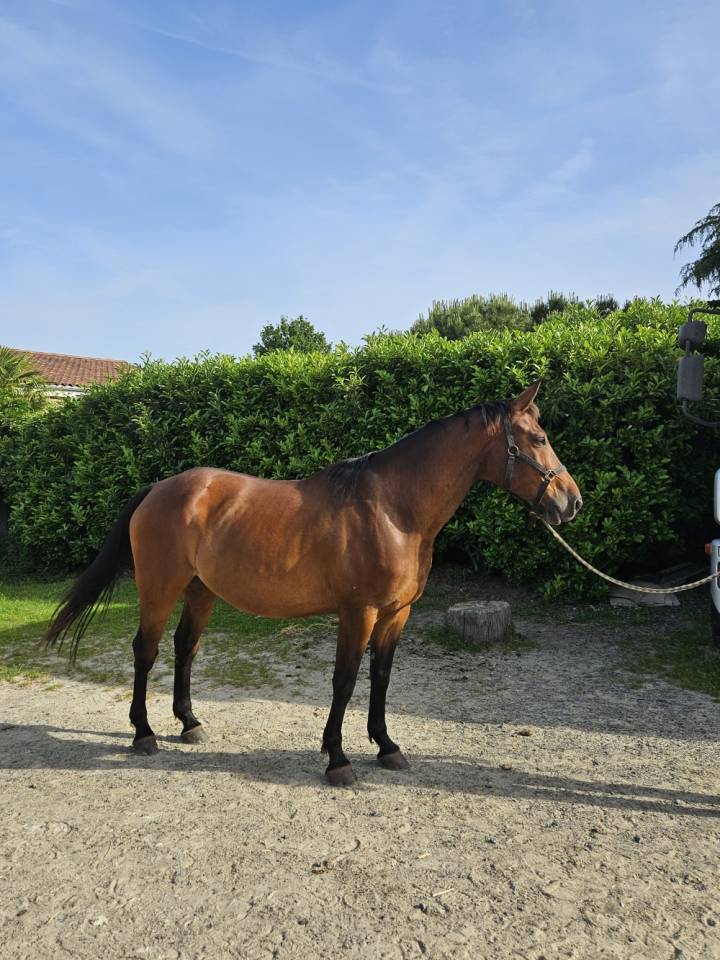 Caballo castrado Silla Franc&eacute;s En venta 2017 Bayo por Tenareze