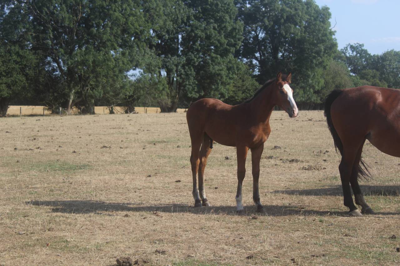 Potro sBs Caballo de Deporte Belga En venta 2026 Bayo moreno