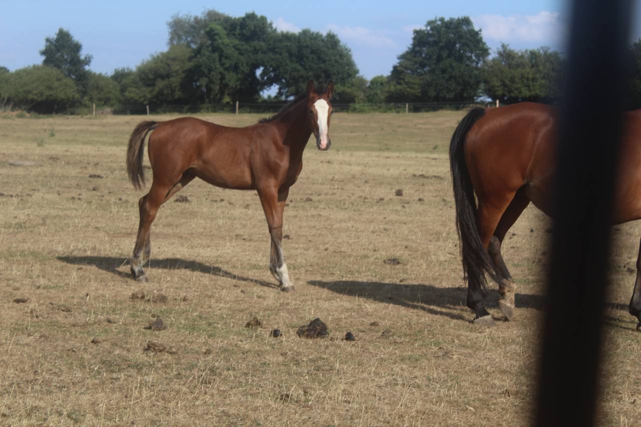 Potro sBs Caballo de Deporte Belga En venta 2026 Bayo moreno