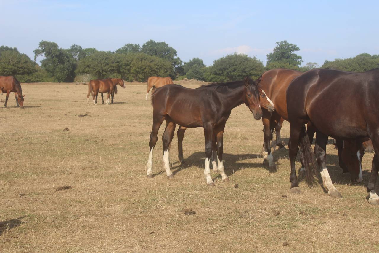 Potro sBs Caballo de Deporte Belga En venta 2026 Bayo moreno