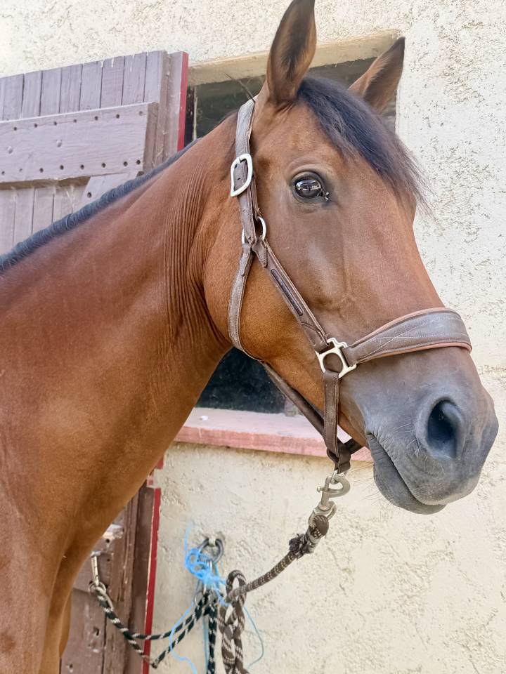 Yegua Anglo-Arabe En venta 2019 Bayo moreno