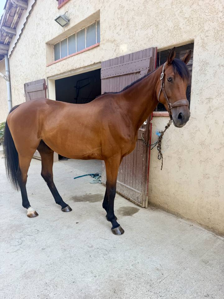 Yegua Anglo-Arabe En venta 2019 Bayo moreno