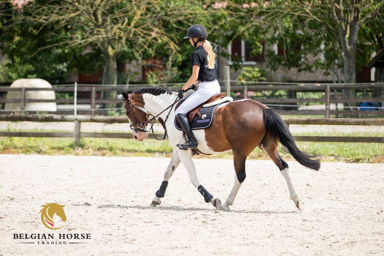 Caballo castrado Otra Raza de Poni En venta 2019 P&iacute;o