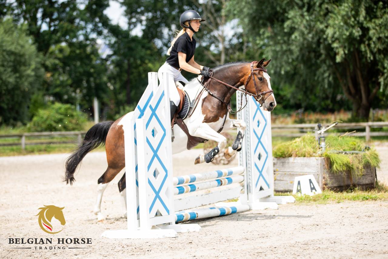 Caballo castrado Otra Raza de Poni En venta 2019 P&iacute;o