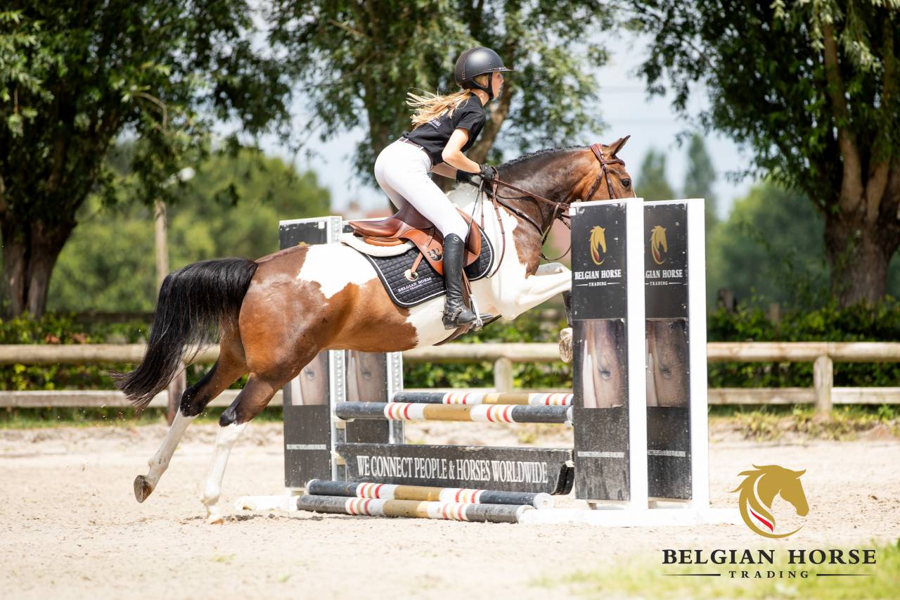 Caballo castrado Otra Raza de Poni En venta 2019 P&iacute;o
