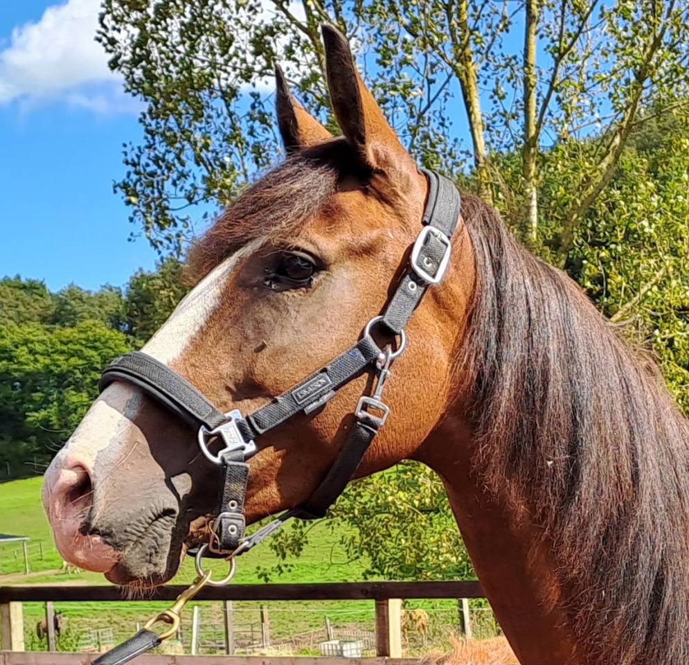 Yegua Lusitano En venta 2017 Bayo por SPARTACUS